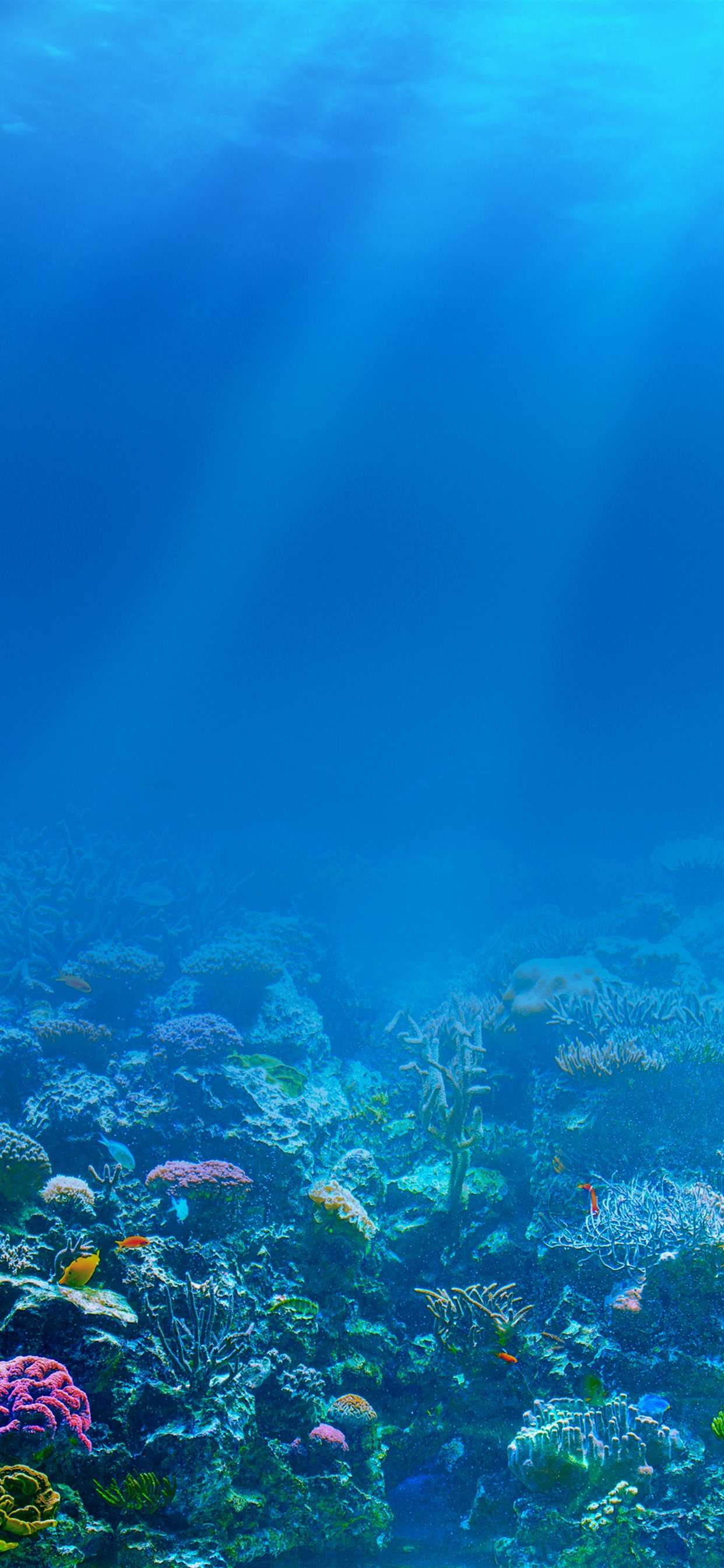 Underwater Wallpaper 4k iPhone