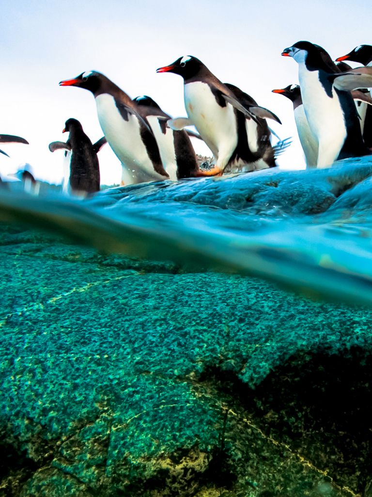 Free download Diving Penguins Wallpaper for iPhone X 8 7 6 Download on [1242x2208] for your Desktop, Mobile & Tablet. Explore Diving Penguins Wallpaper. Diving Penguins Wallpaper, Scuba Diving Wallpaper, Diving Wallpaper