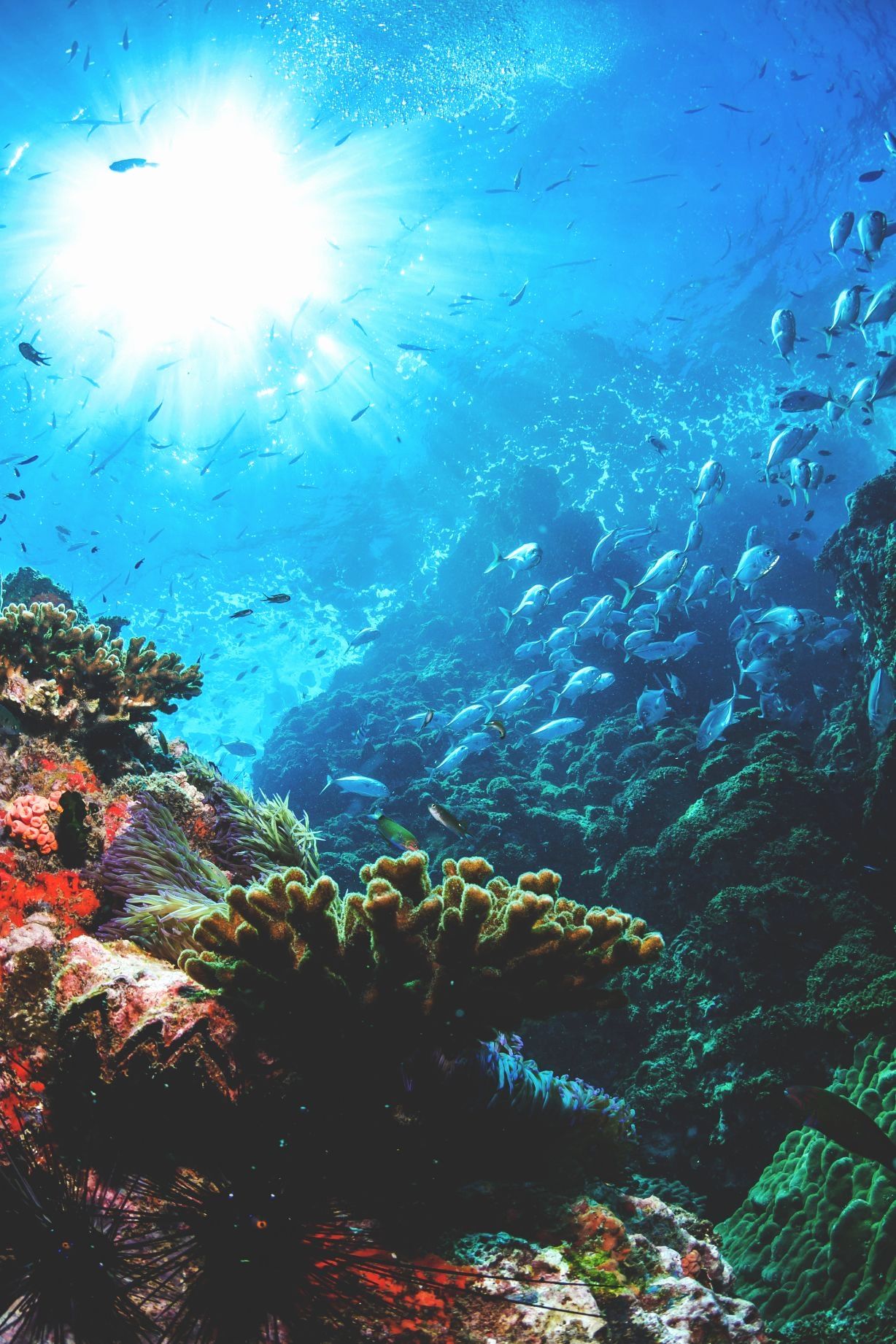 Underwater Ocean Wallpaper Fresh Dreamy Underwater Bubbles Sun Light iPhone 8 Wallpaper 2019 of The Hudson