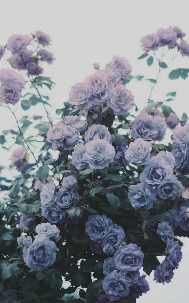 Lavender Aesthetic Wallpaper