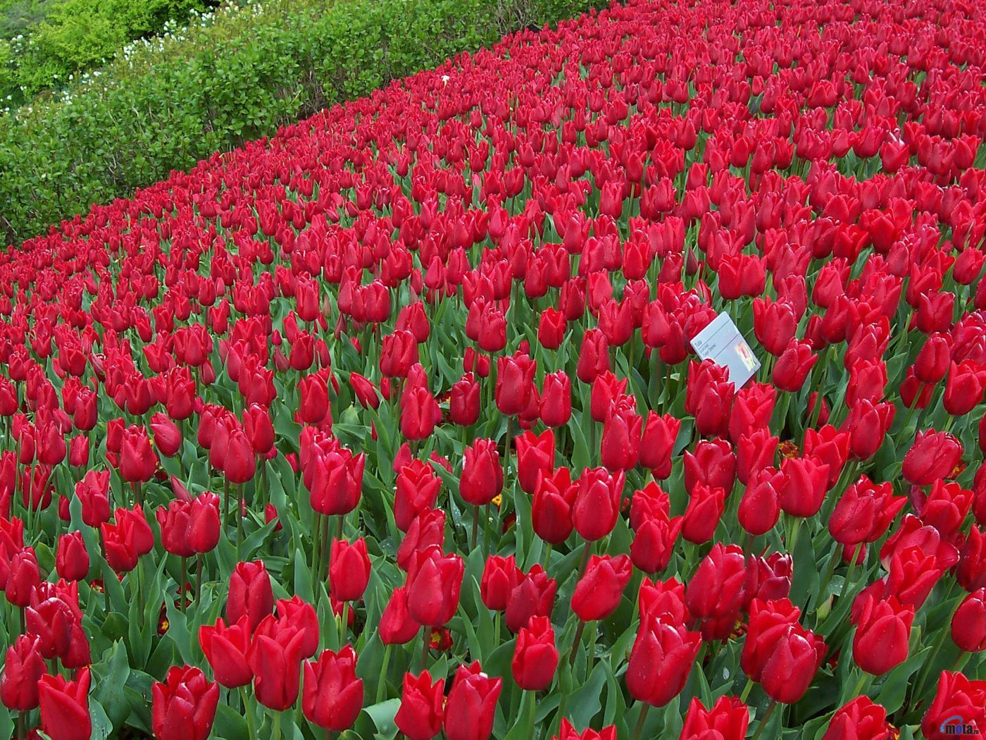 Rose Garden Wallpaper Desktops