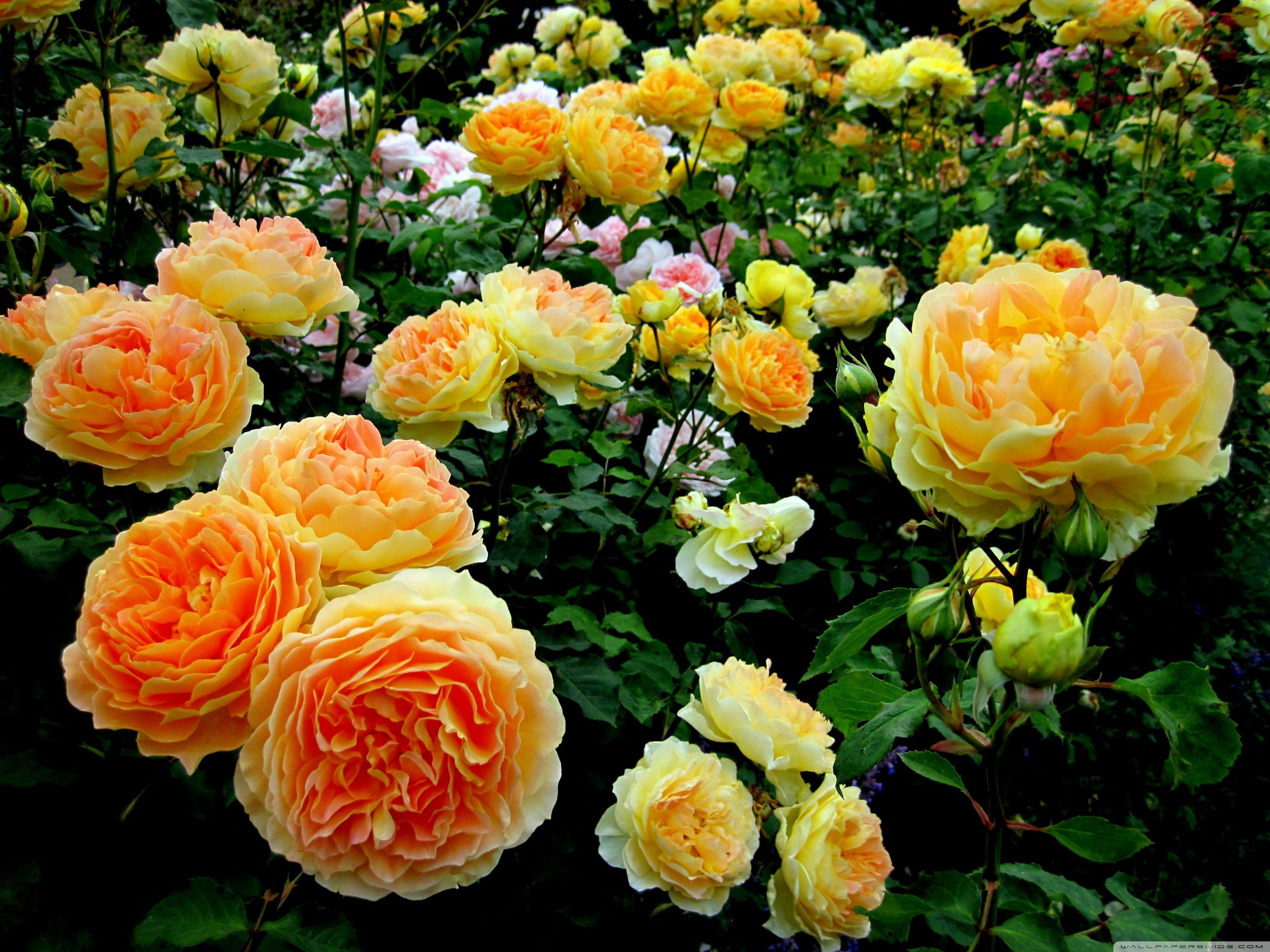 Rose Garden Desktop Wallpapers - Wallpaper Cave