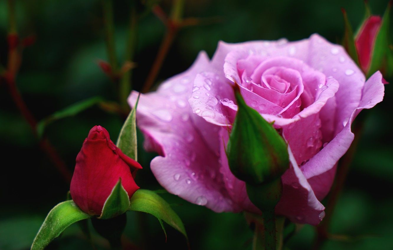 Rose Garden Desktop Wallpapers - Wallpaper Cave