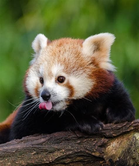 Cute Baby Red Pandas Wallpaper