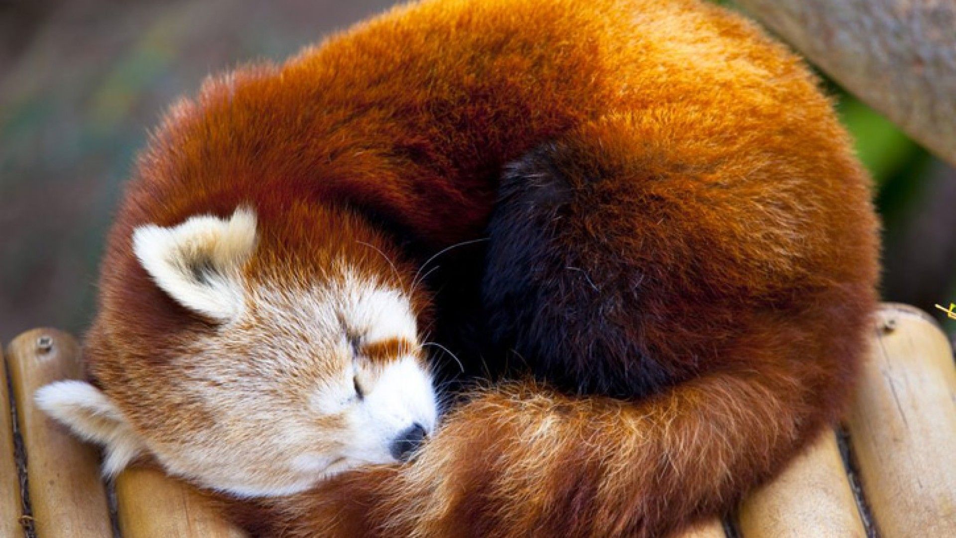 Baby Red Pandas Wallpaper. Red panda, Red panda baby, Red panda image
