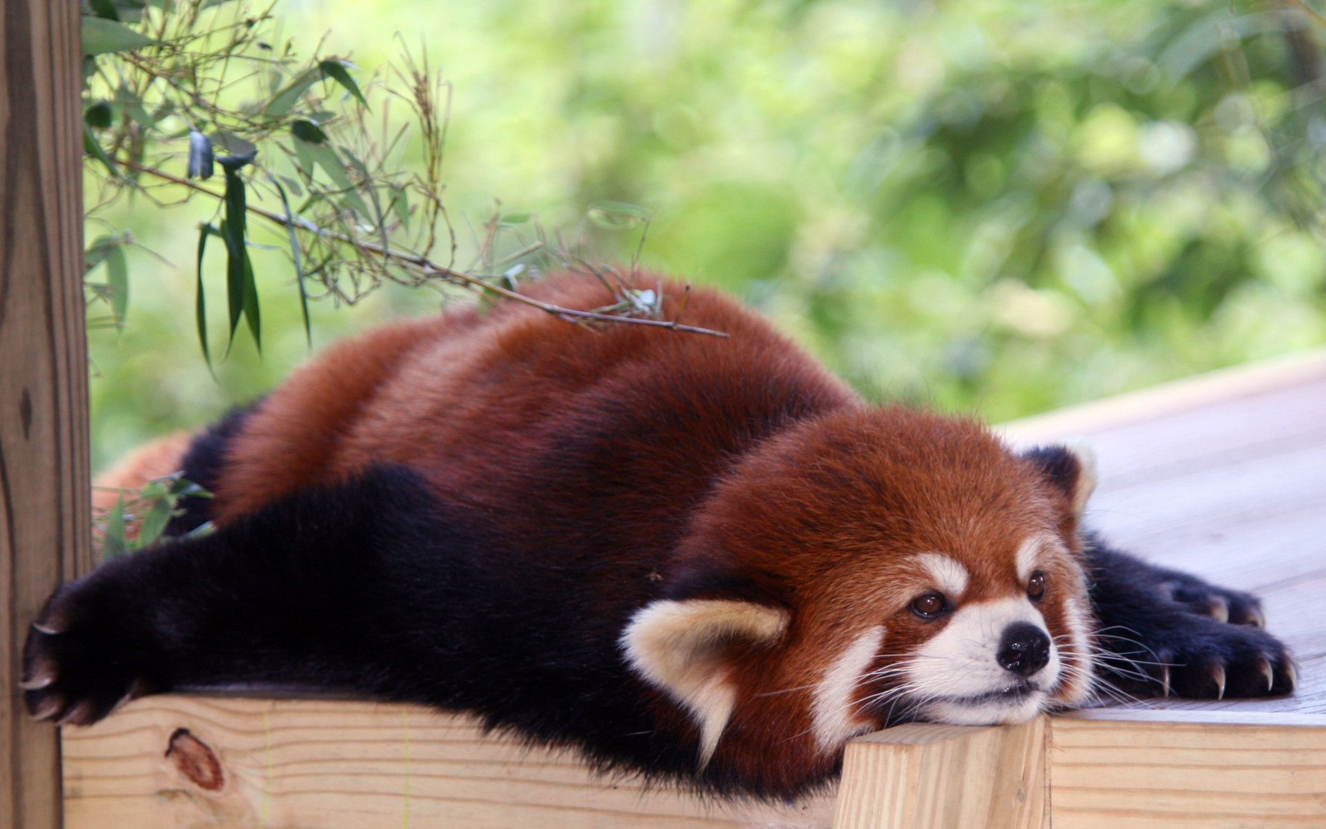 Best Of Cute Baby Adorable Panda Wallpaper Red Panda Cartoon Image picture