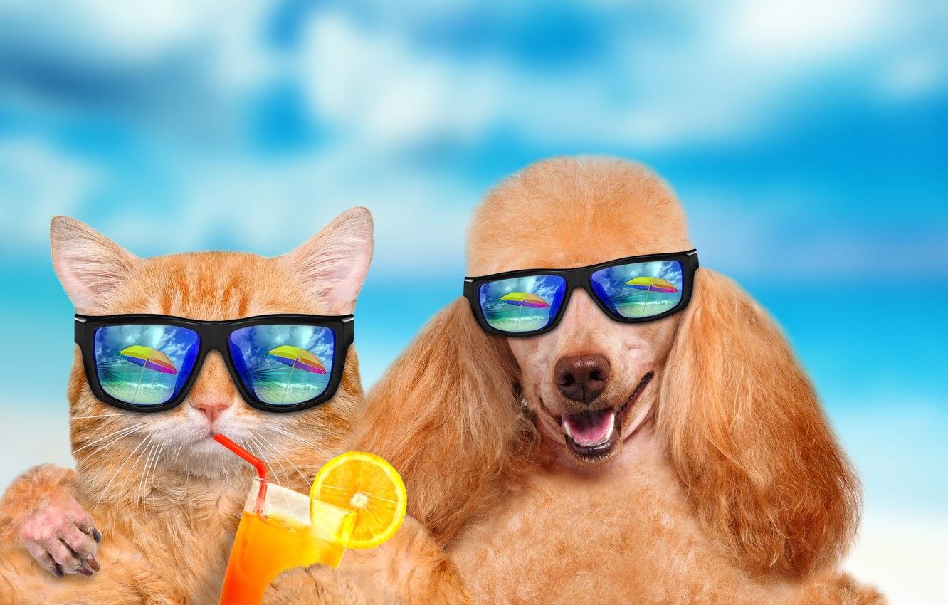 Photo Wallpaper Summer, Cat, Dog, Vacation And Dog Sunglasses