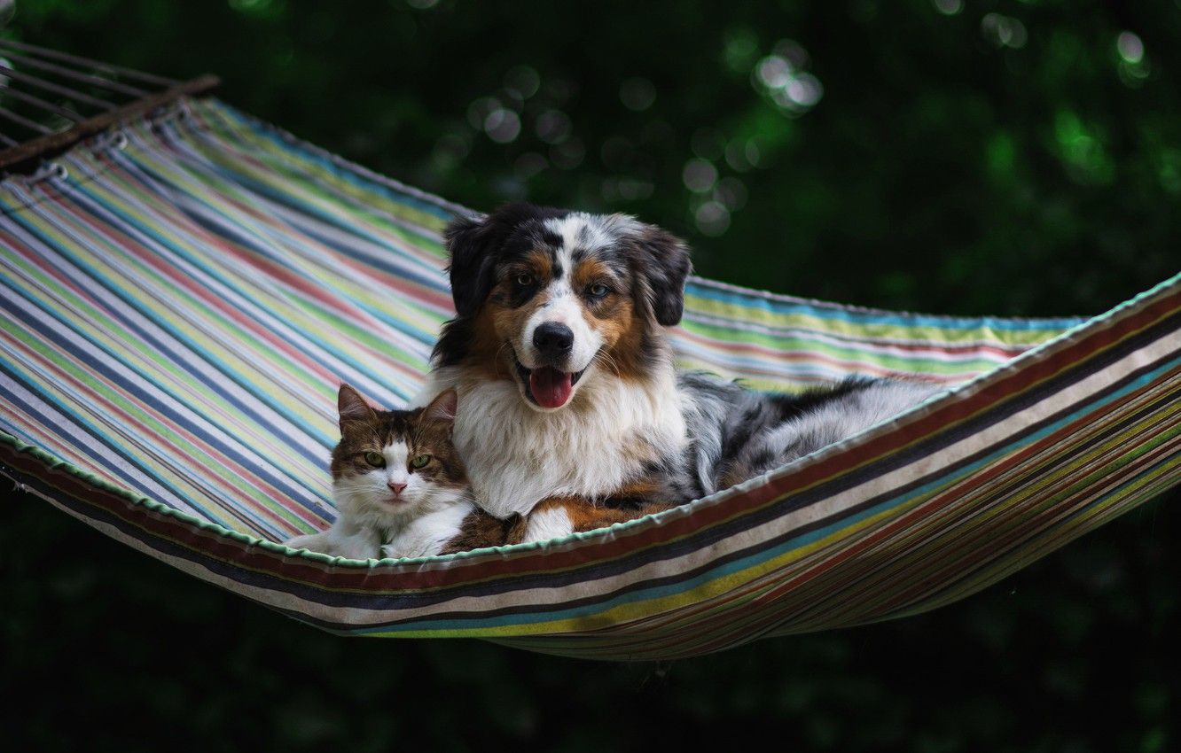 Wallpaper language, cat, summer, strips, green, the dark background, stay, dog, hammock, friends, muzzle, lie, bokeh image for desktop, section собаки