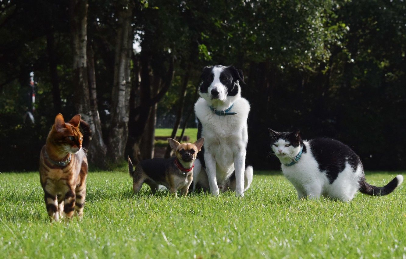Wallpaper greens, dogs, summer, grass, trees, cats, Park, lawn, Pets, Chihuahua, The border collie image for desktop, section животные