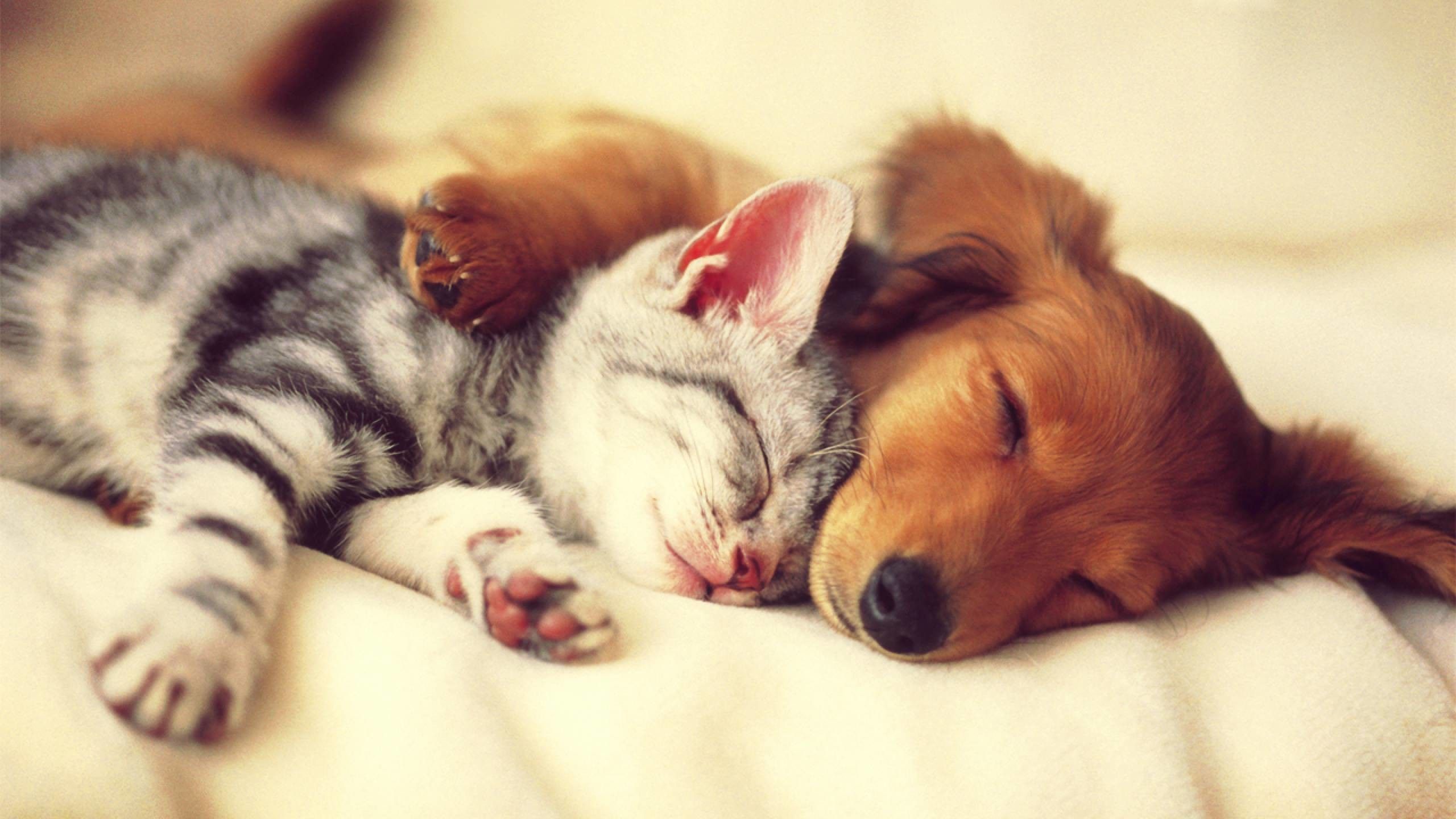 Cats and Dogs Sleeping Wallpaper