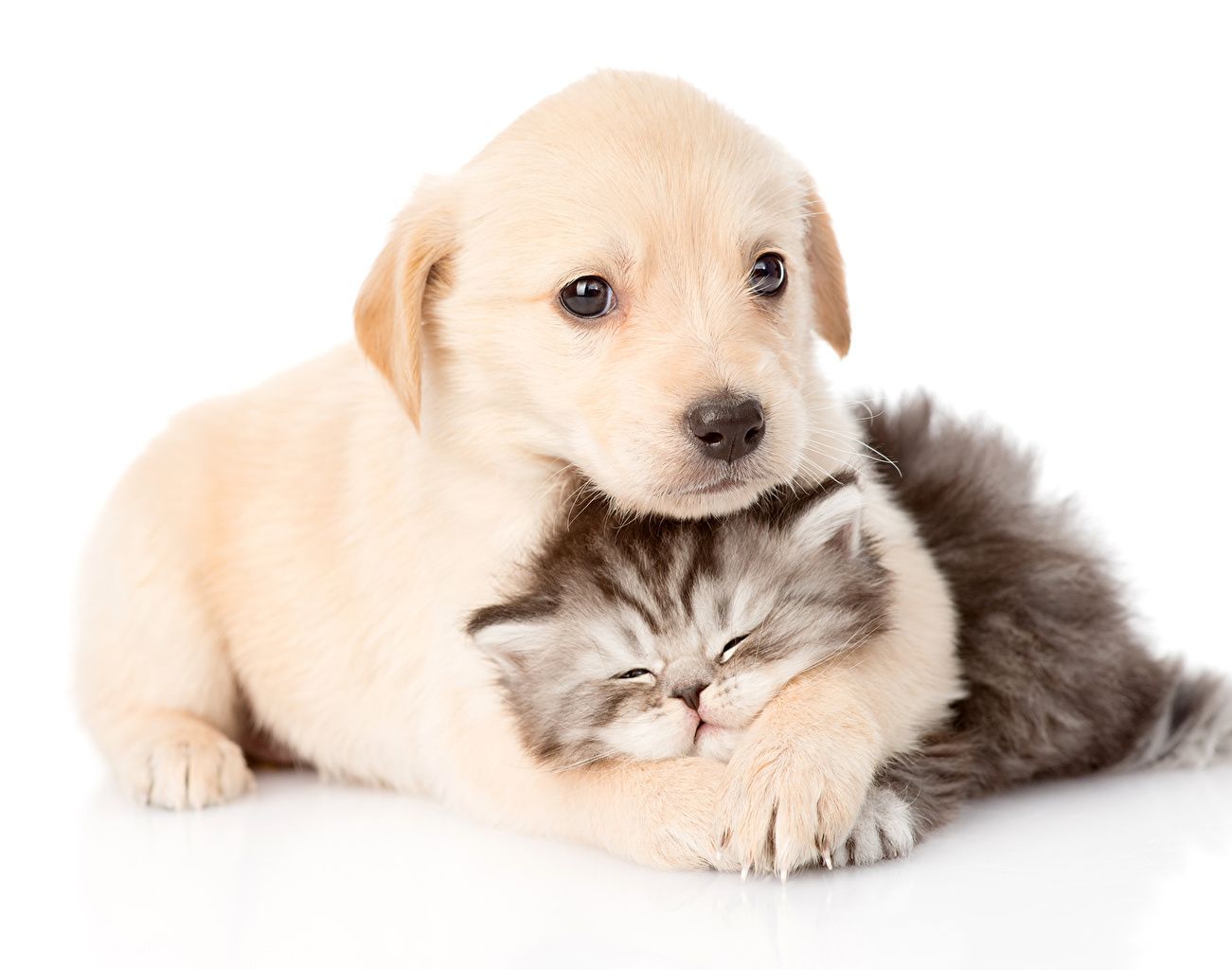 Cats and Dogs Sleeping Wallpaper