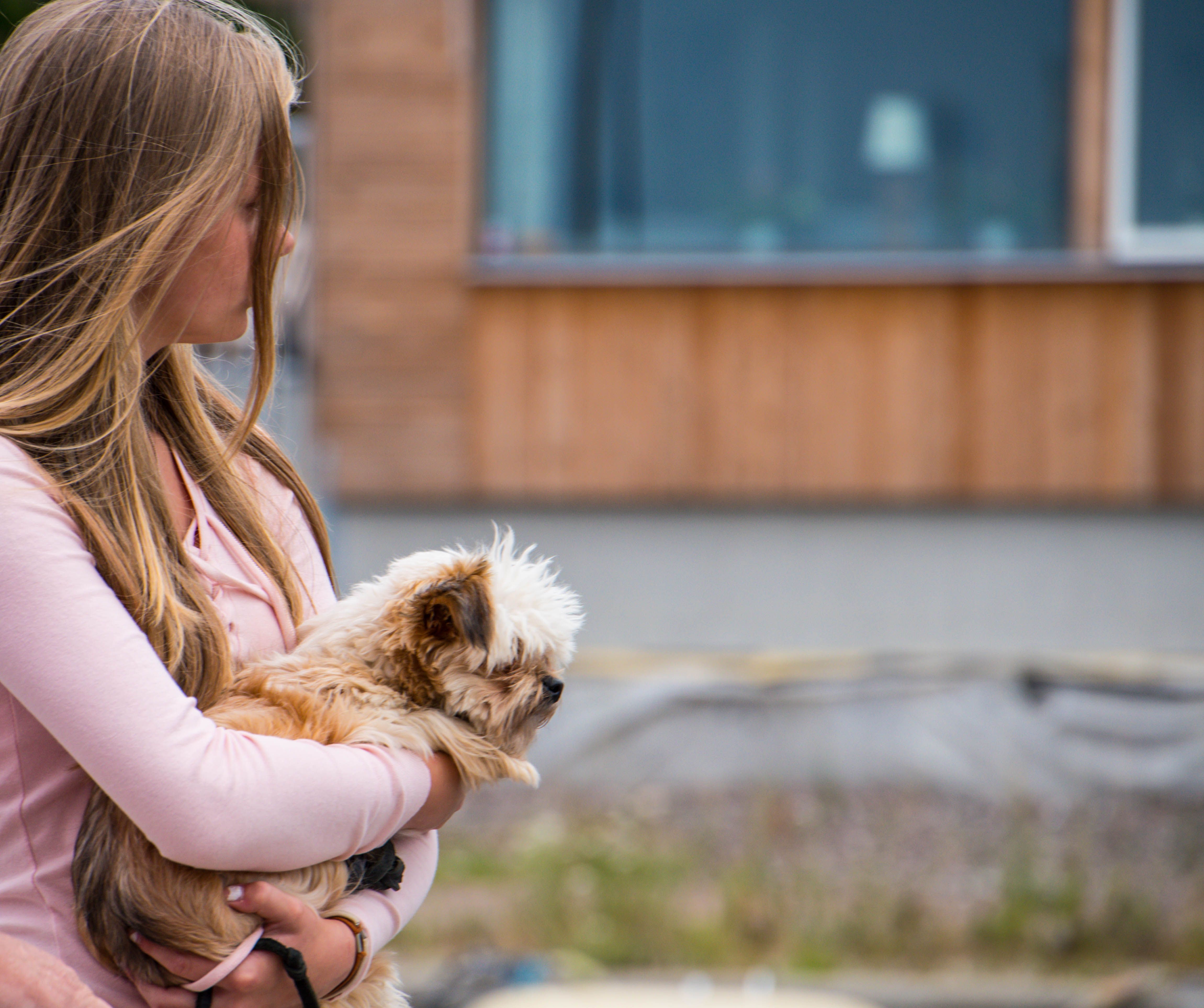 Wallpaper, people, dog, summer, skin, Sverige, animal, depthoffield, outdoor, dof, sk nel n, se, hund, malmo, djur, limhamn, hamnfestivalenlimhamn, dogs, cat like mammal, interaction, small to medium sized cats 4602x3852