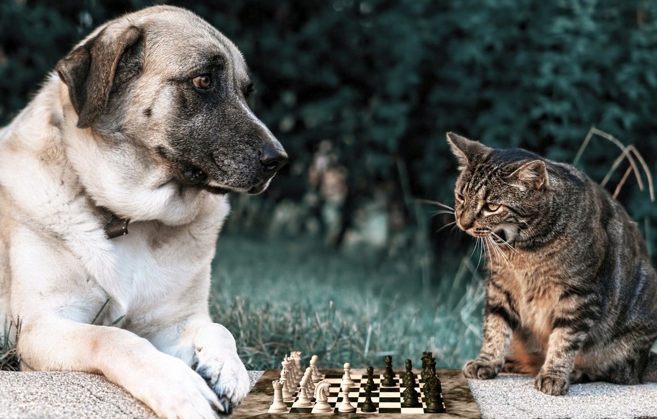 Wallpaper greens, cat, summer, grass, cat, look, face, nature, pose, Park, grey, glade, the game, dog, chess, opposites image for desktop, section животные