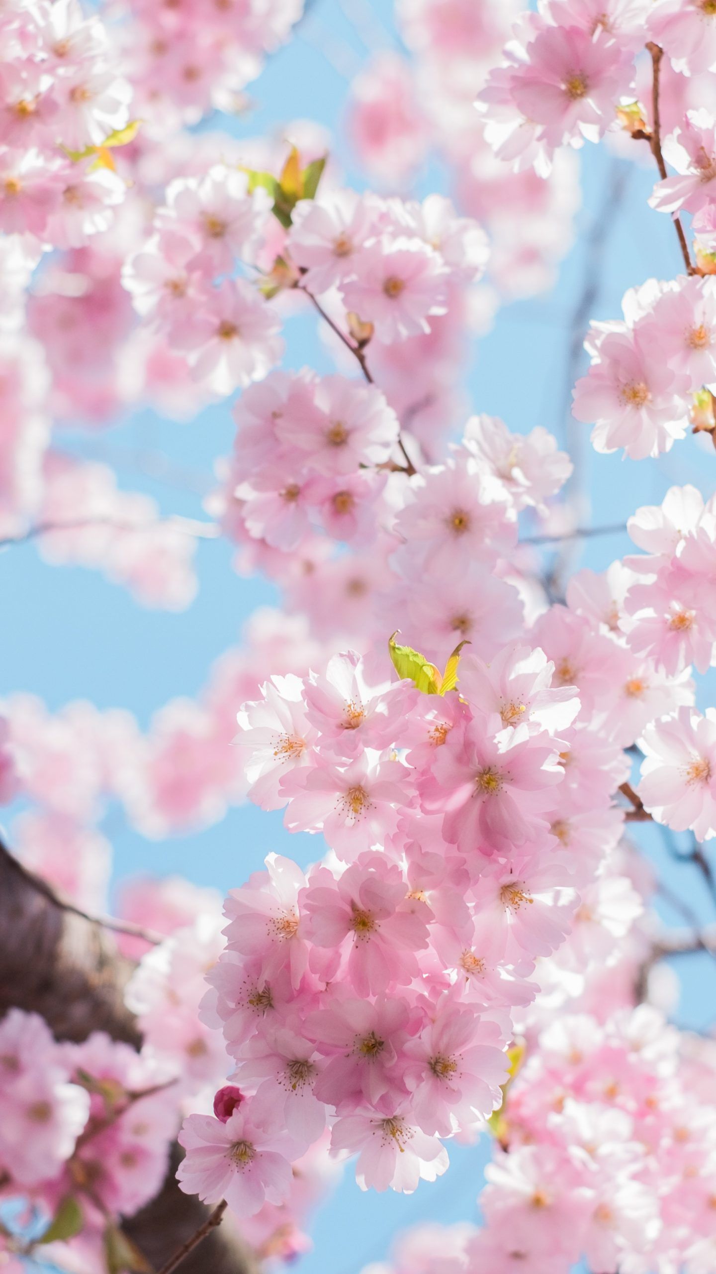 Blossoming of Hanami (Spring) 4K UHD Wallpaper