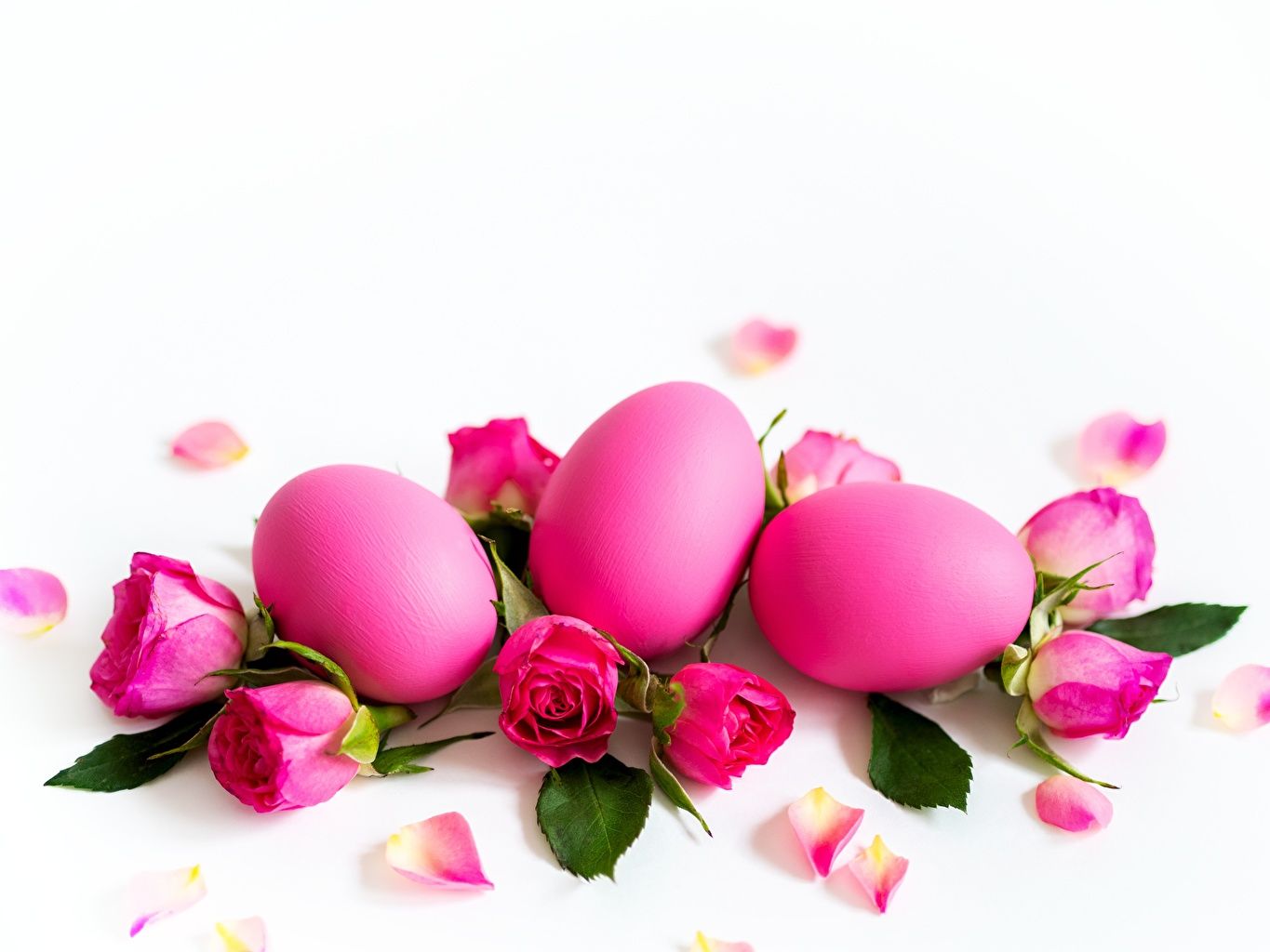 Desktop Wallpaper Easter Eggs Roses Pink color Flowers White
