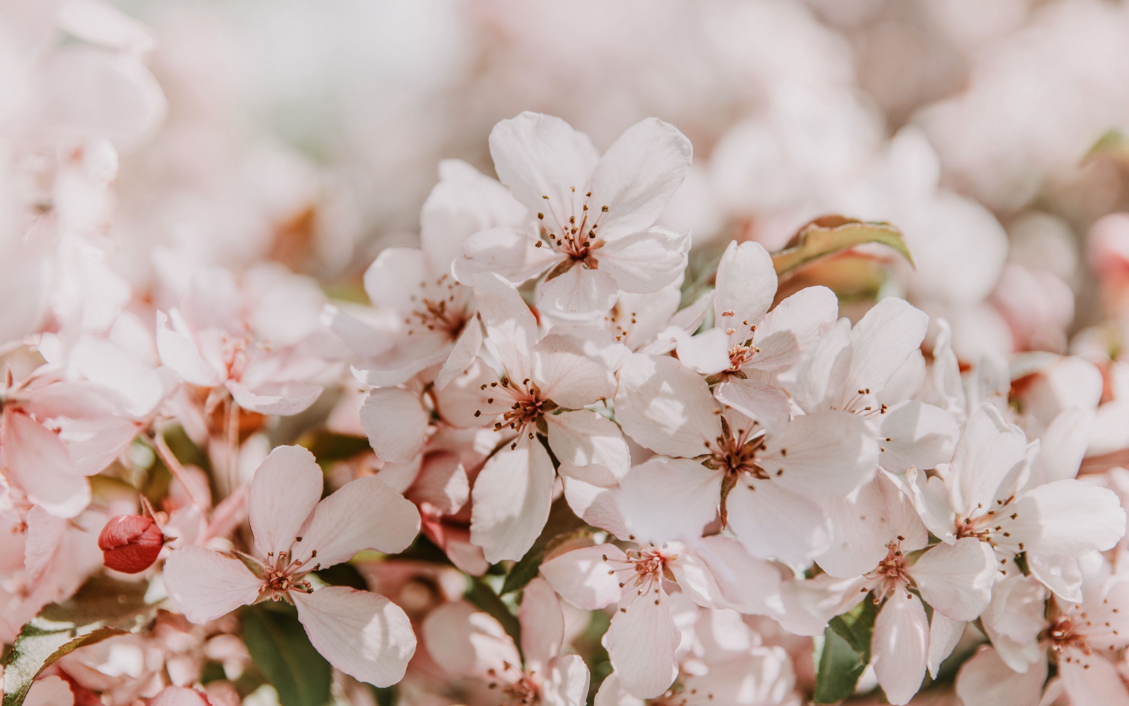 spring flowers wallpaper. Spring