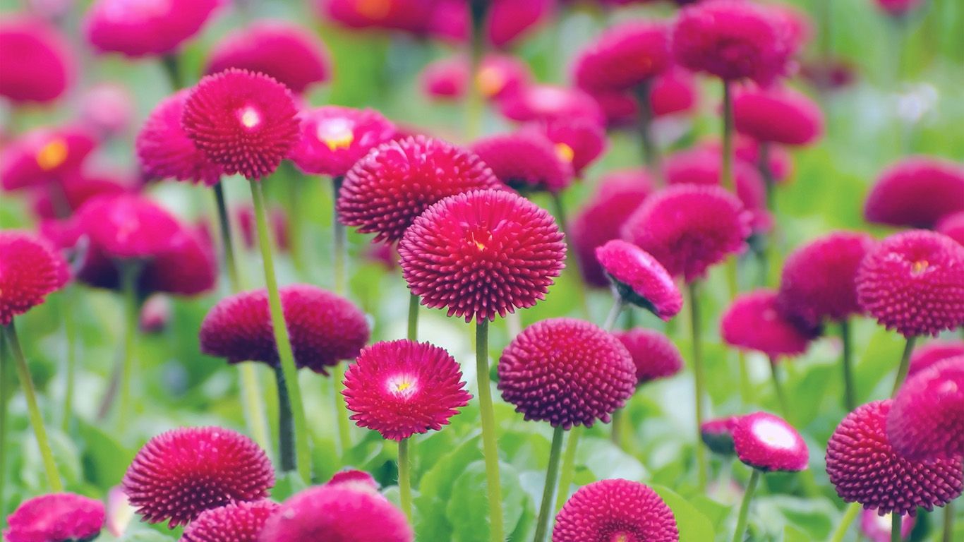 wallpaper for desktop, laptop. flower red green spring bokeh nature blue