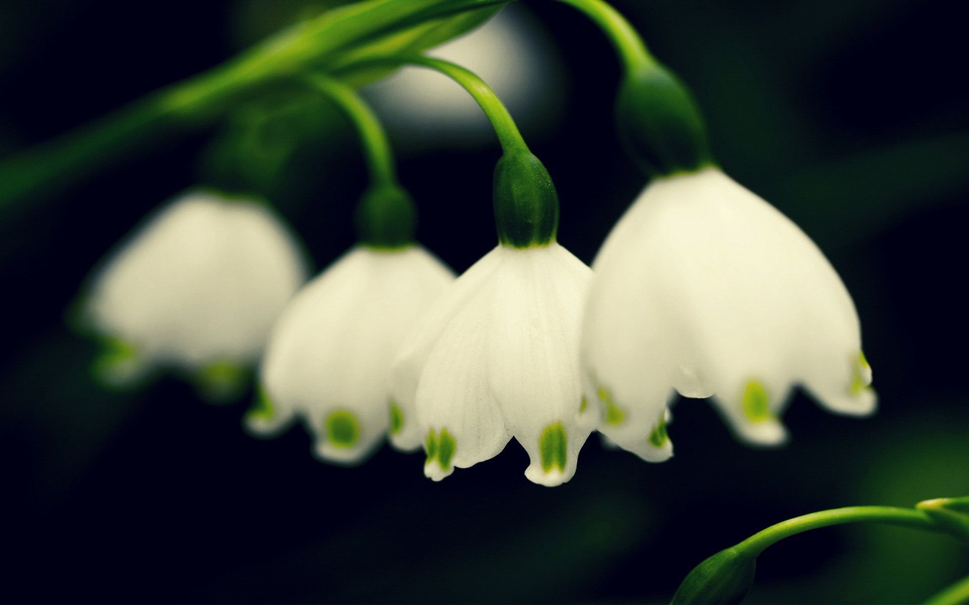 Laptop, Nature Wallpaper Tumblr Free, tablet, flower Wallpaper Spring Snowdrops