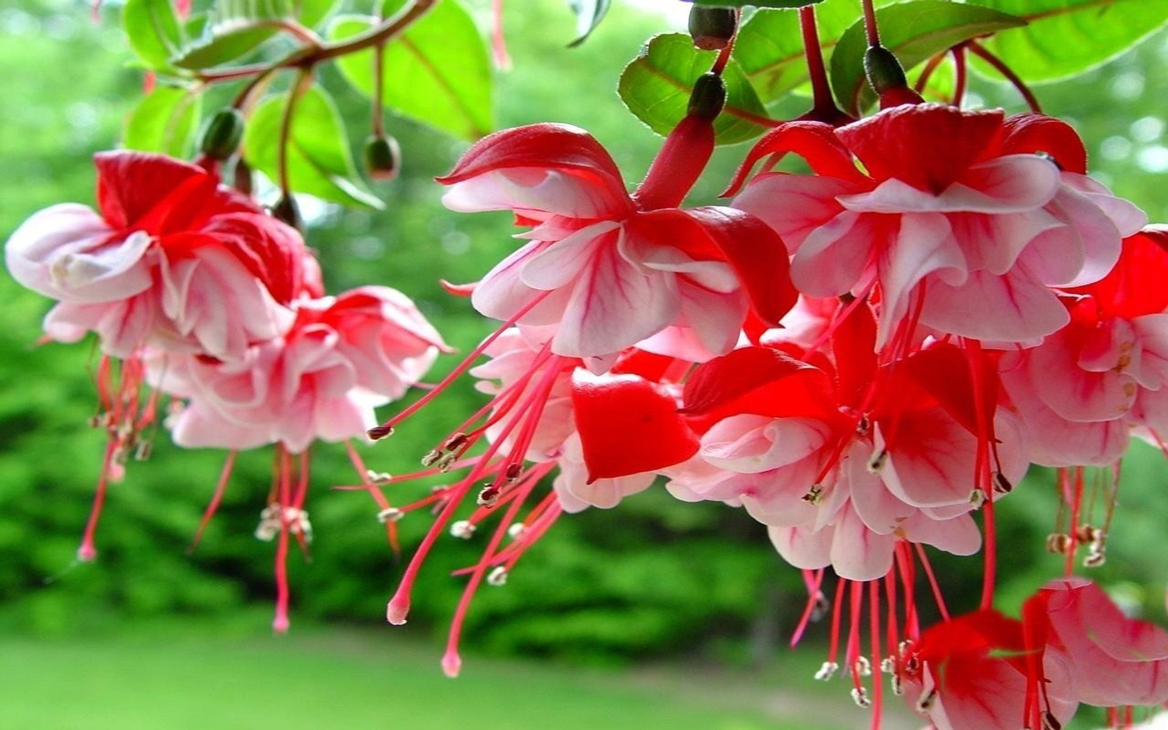 Fuchsia Spring Flowers With Red And Pink Color HD Wallpaper For Mobile Phones Tablet And Lapx2400, Wallpaper13.com
