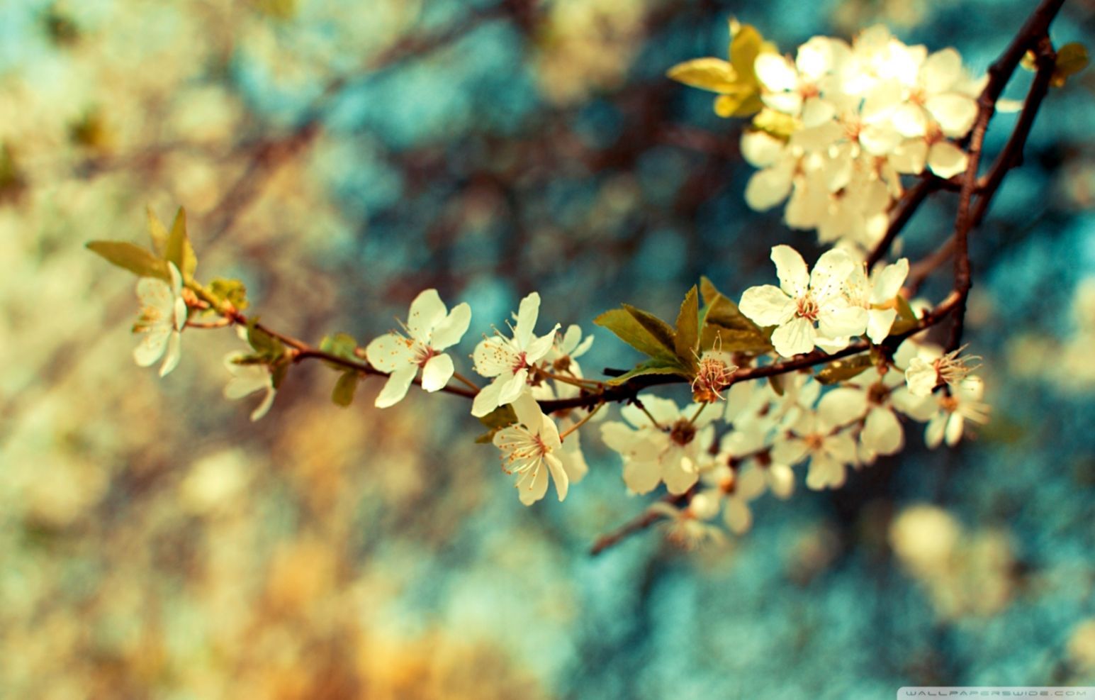 Beautiful Spring Day ❤ 4k HD Desktop Wallpaper For Desktop Wallpaper HD