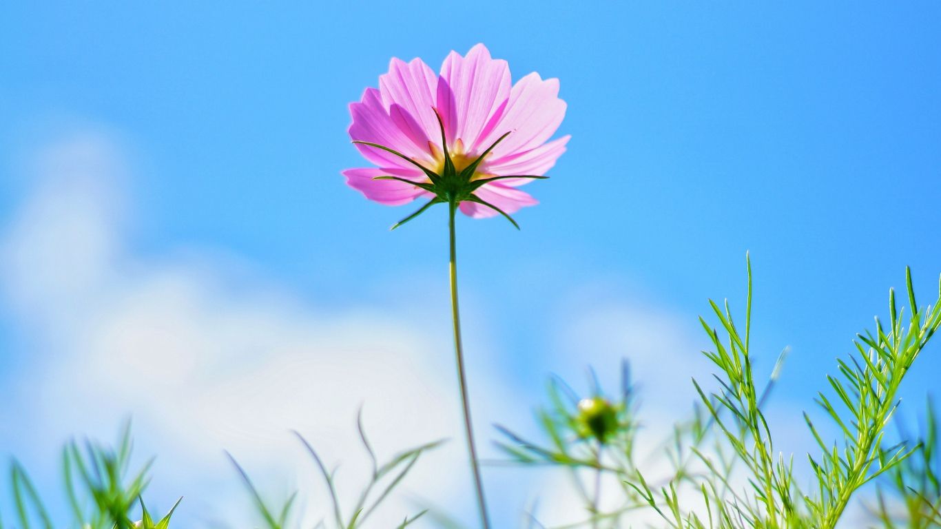 Download 1366x768 wallpaper cosmos, pink flower, spring, tablet, laptop, 1366x768 HD image, background, 1968