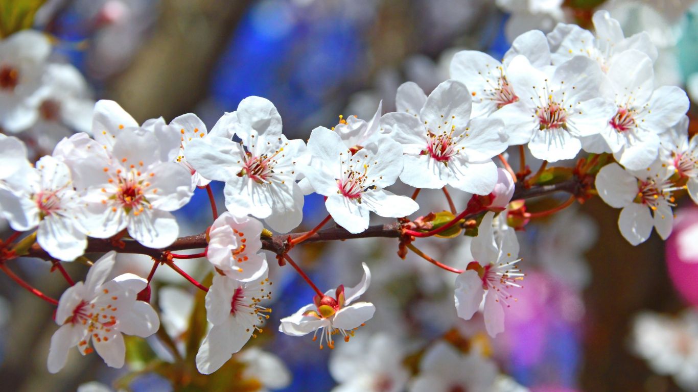 Download 1366x768 wallpaper tree branches, flowers, blossom, spring, tablet, laptop, 1366x768 HD image, background, 5876