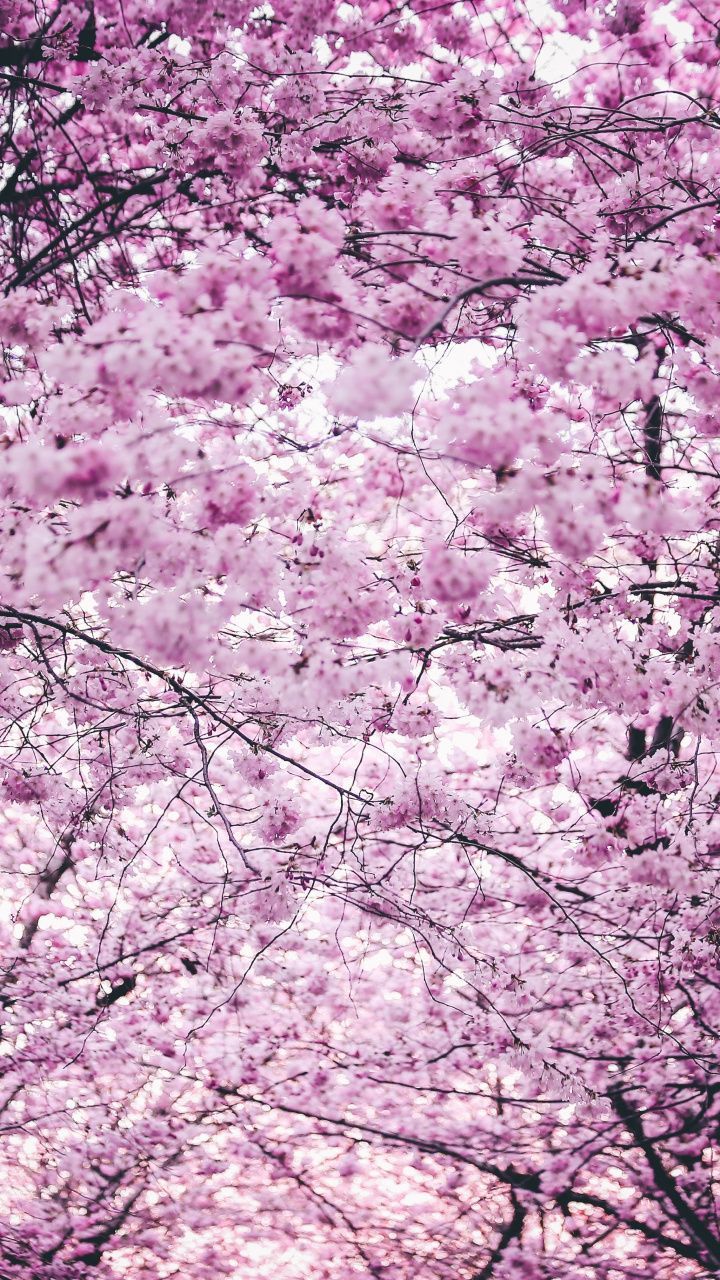 wallpaper Pink flowers, trees, blossom, spring. Purple flowers wallpaper, Pink flowers wallpaper, Pink flowers