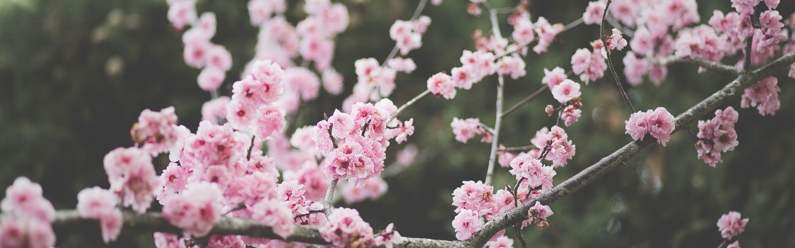 Spring laptop wallpaper best free wallpaper, spring, flower and plant photo