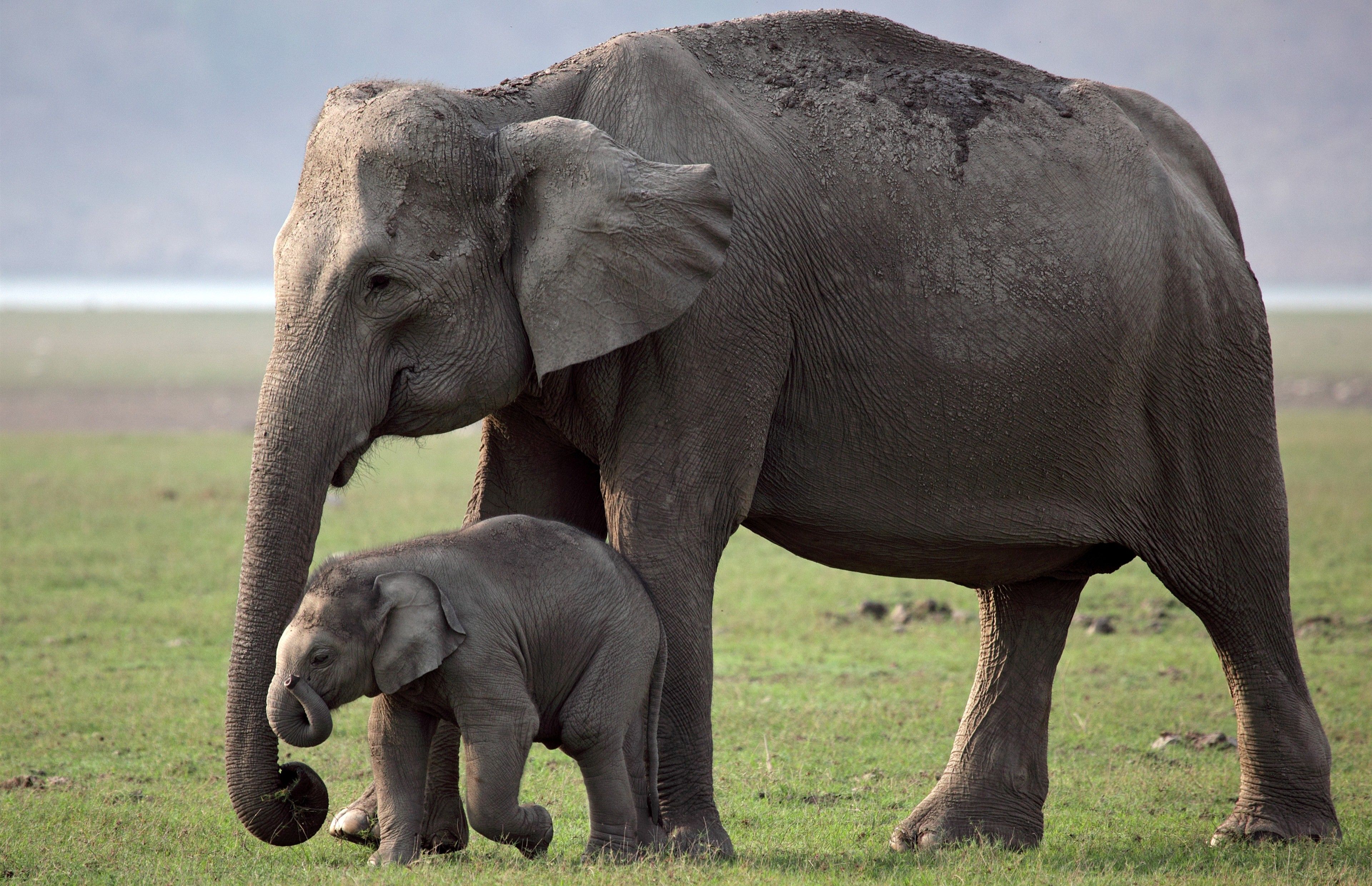 Cutest Child With Mother Elephant 4K Wallpaper