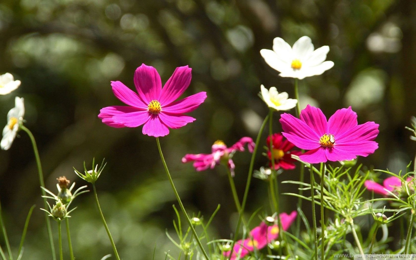 Spring flower HD wall for Desktop Background