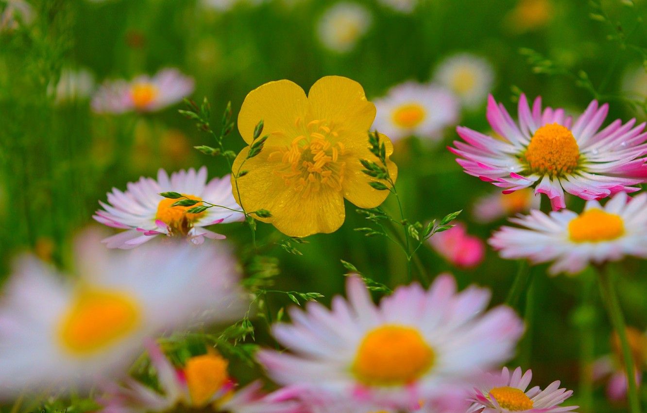 Wallpaper Spring, Flowers, Flowers, Spring image for desktop, section цветы