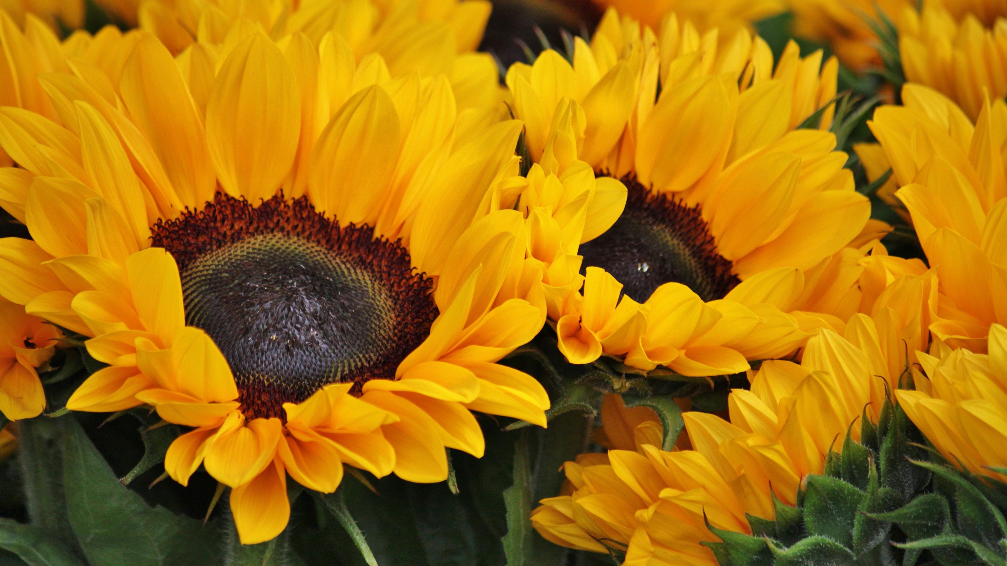 Sunflowers, Blossom, Spring, Floral Background, Yellow flowers, 4k Free deskk wallpaper, Ultra HD