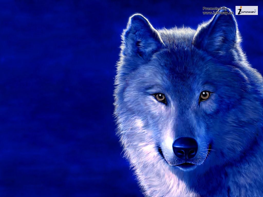 Blue Wolf Wallpaper. Blue Wolf Wallpaper