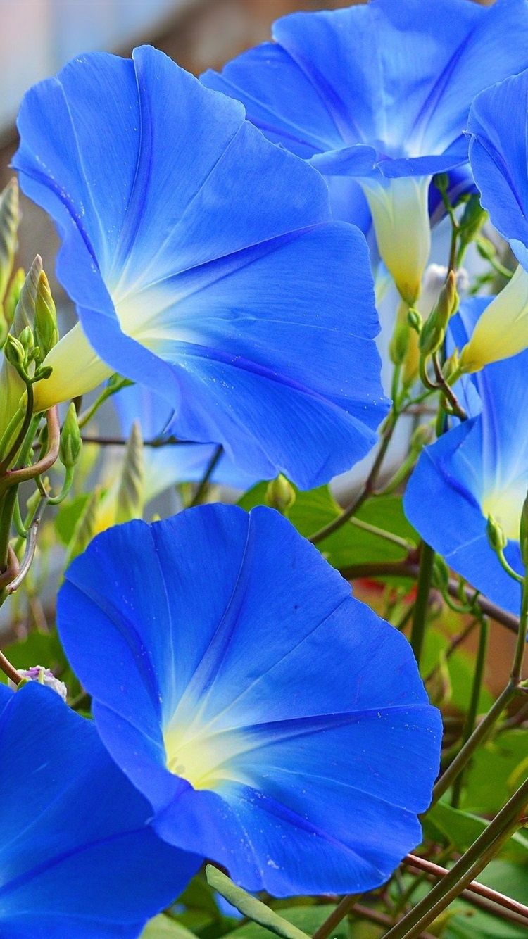 Morning Glory iPhone Wallpapers - Wallpaper Cave