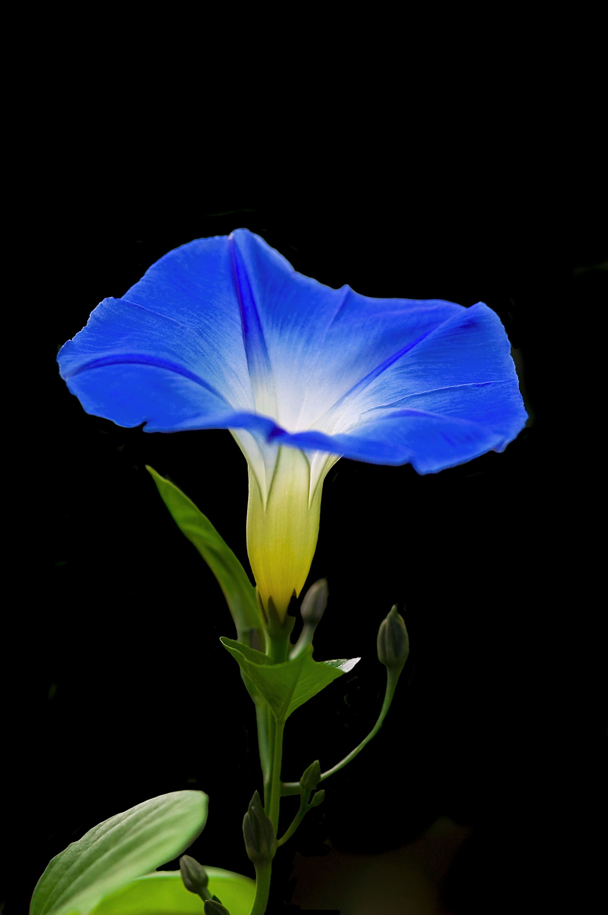 Morning Glory. Beautiful flowers wallpaper, Amazing flowers, Morning glory