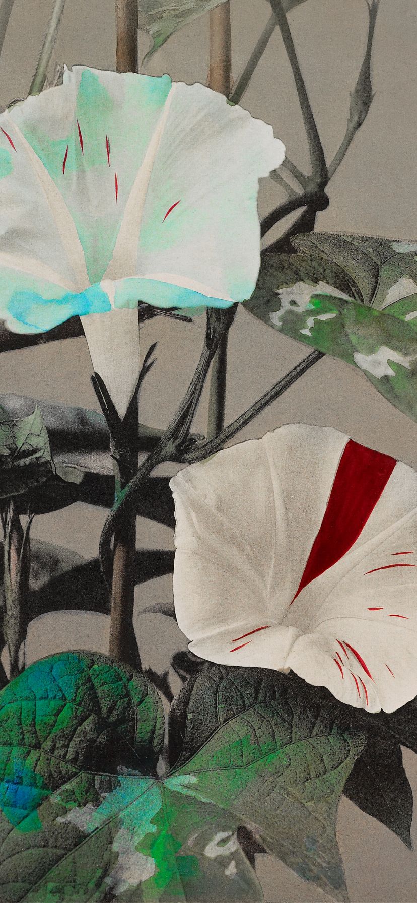 Morning Glory by Ogawa Kazumasa Wallpaper