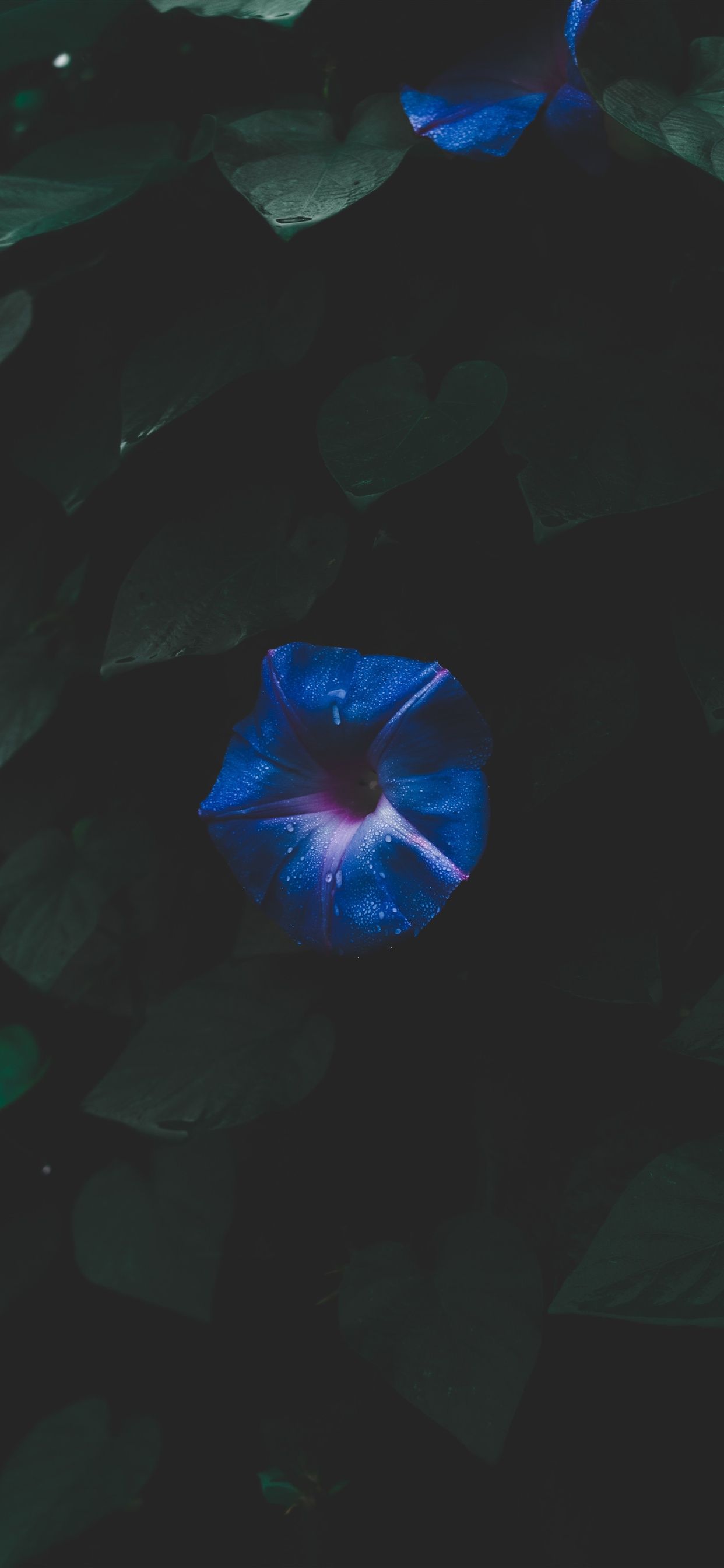 Morning glory, blue flower, leaves iPhone XS Max, X 8, 7, 6, 5, 4, 3GS wallpaper download