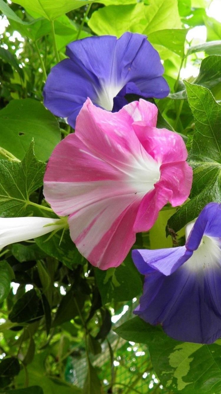 Morning Glory, Purple And Pink Flowers 750x1334 IPhone 8 7 6 6S Wallpaper, Background, Picture, Image