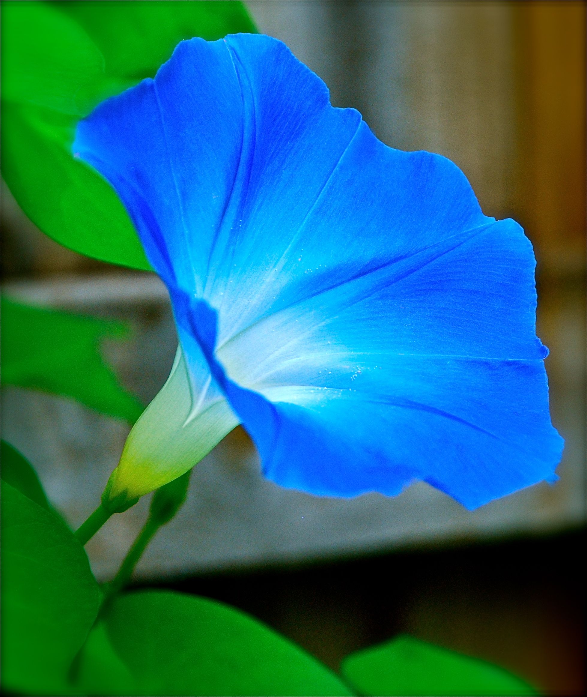 Morning Glory wallpaper, Earth, HQ Morning Glory pictureK Wallpaper 2019