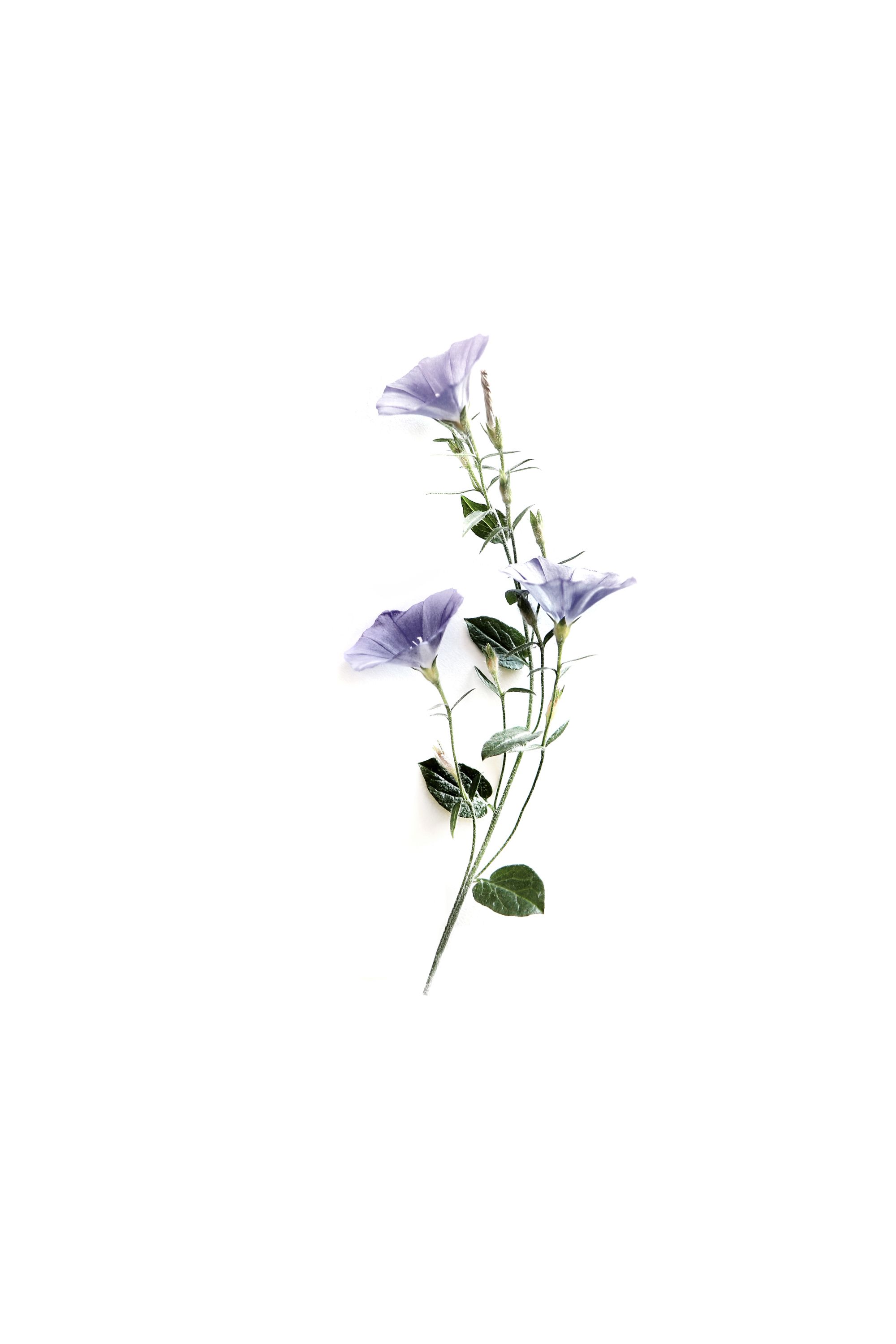 morning glory. STILL (mary jo hoffman). Minimalist flowers, Morning glory tattoo, Flowers