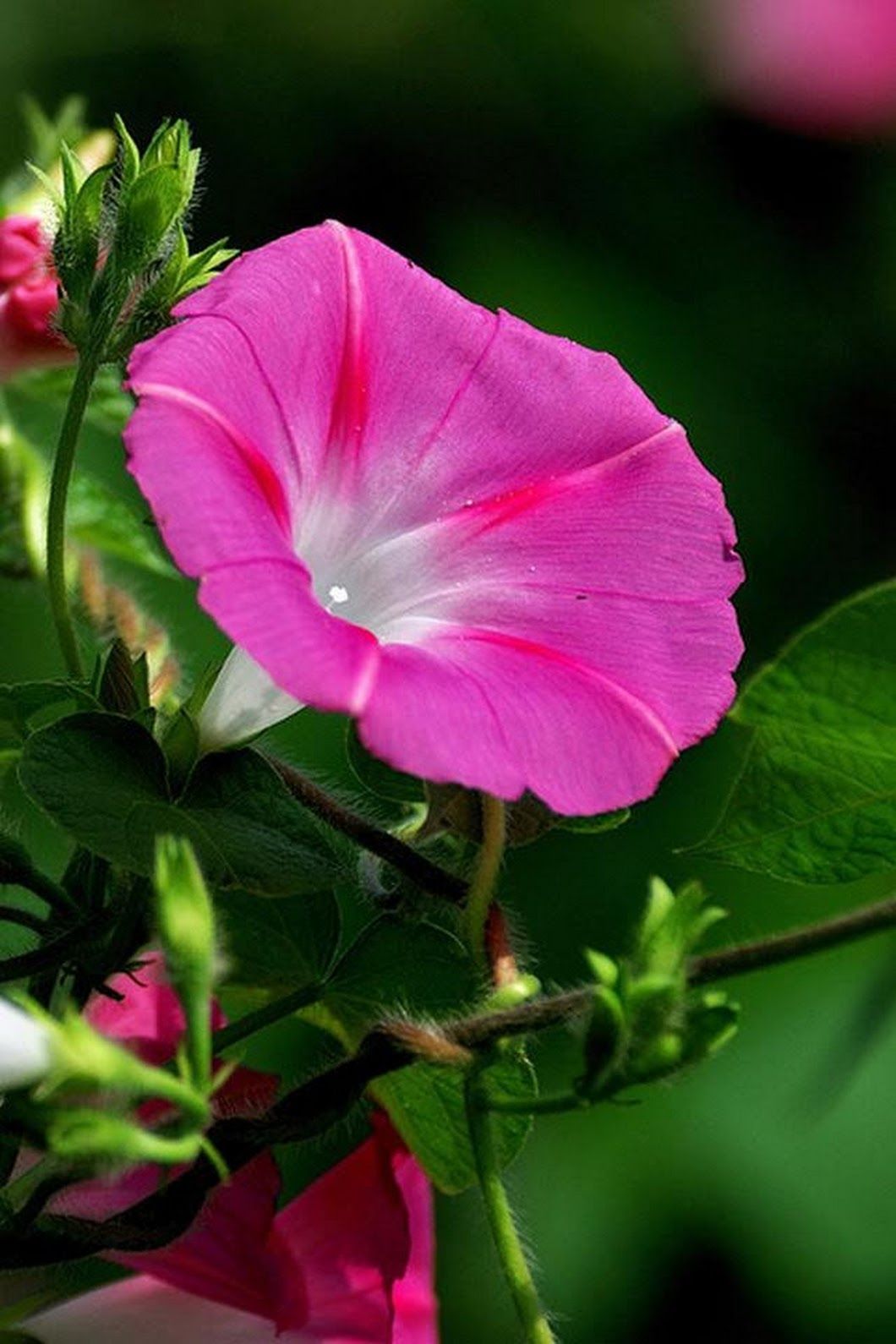 Sign in. Flowers, Amazing flowers, Morning glory flowers