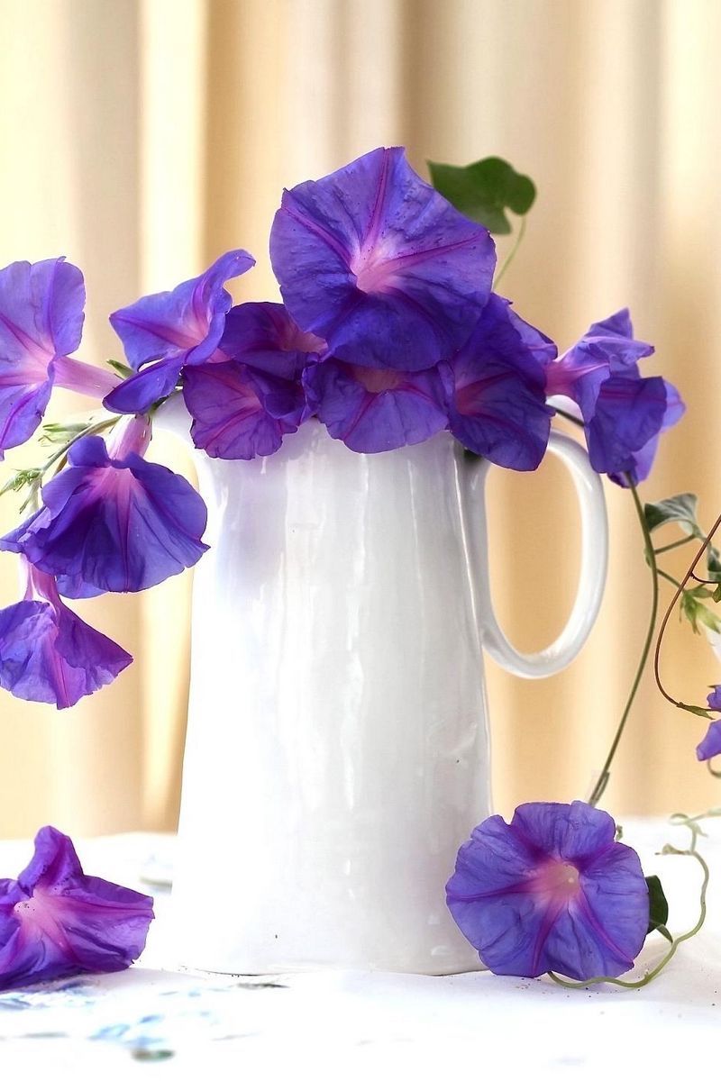 Download Wallpaper 800x1200 Morning Glory, Roses, Jugs, Composition, Beautiful Iphone 4s 4 For Parallax HD Background