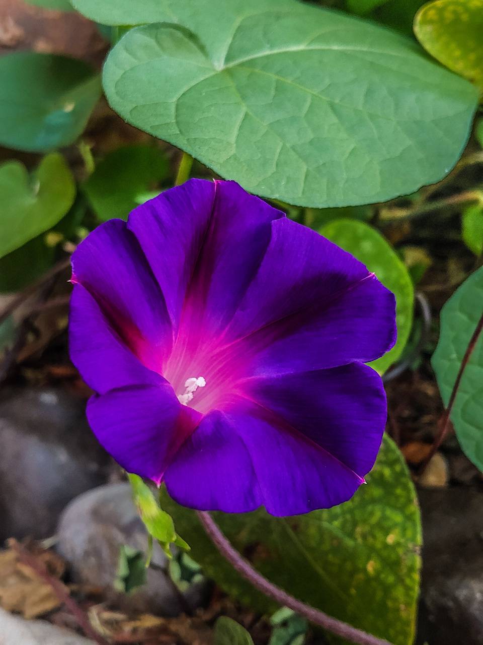 Morning Glory iPhone Wallpapers - Wallpaper Cave