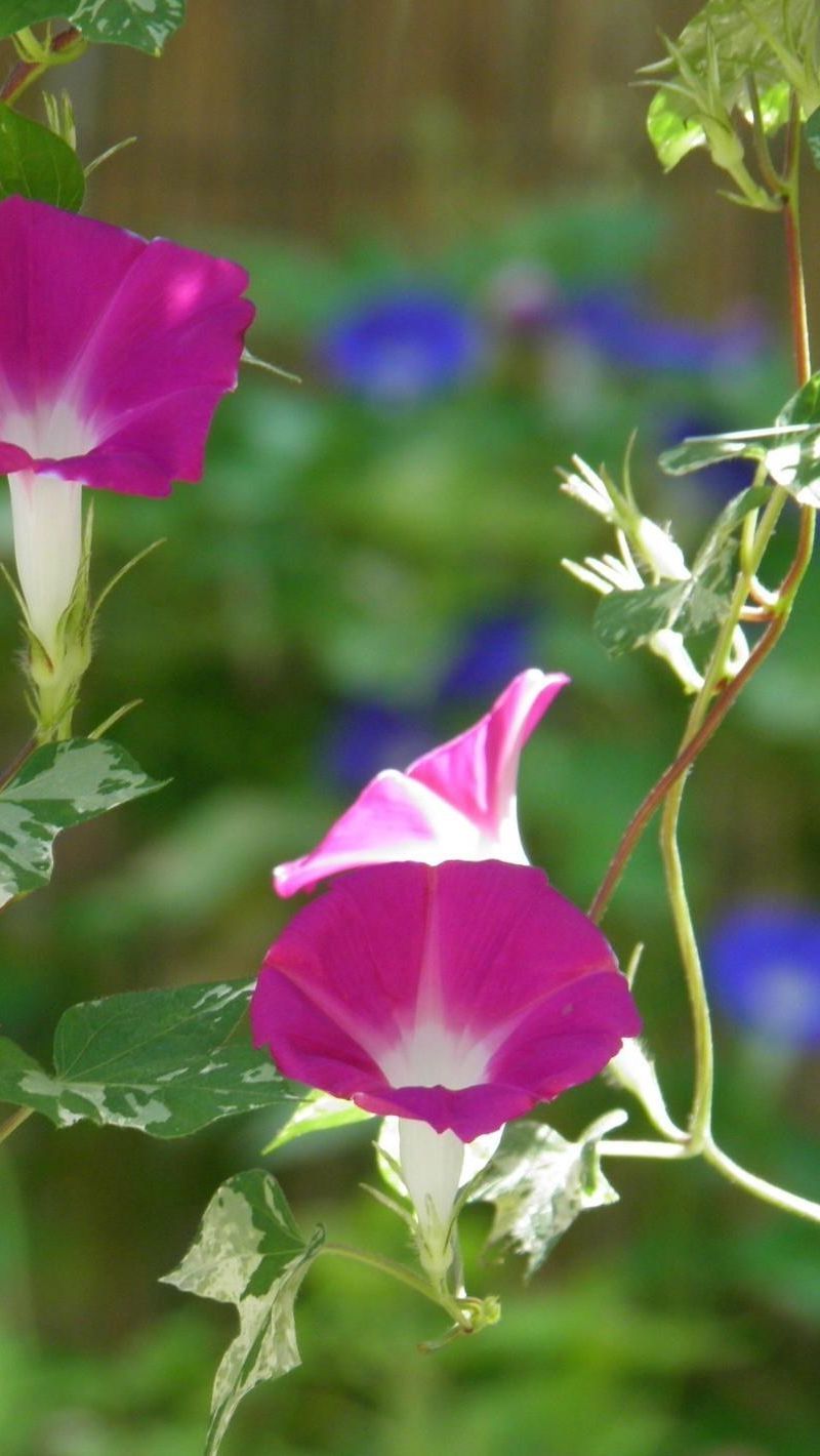 Download Wallpaper 800x1420 Morning Glory, Flowers, Bindweed, Green, Blur Iphone Se 5s 5c 5 For Parallax HD Background
