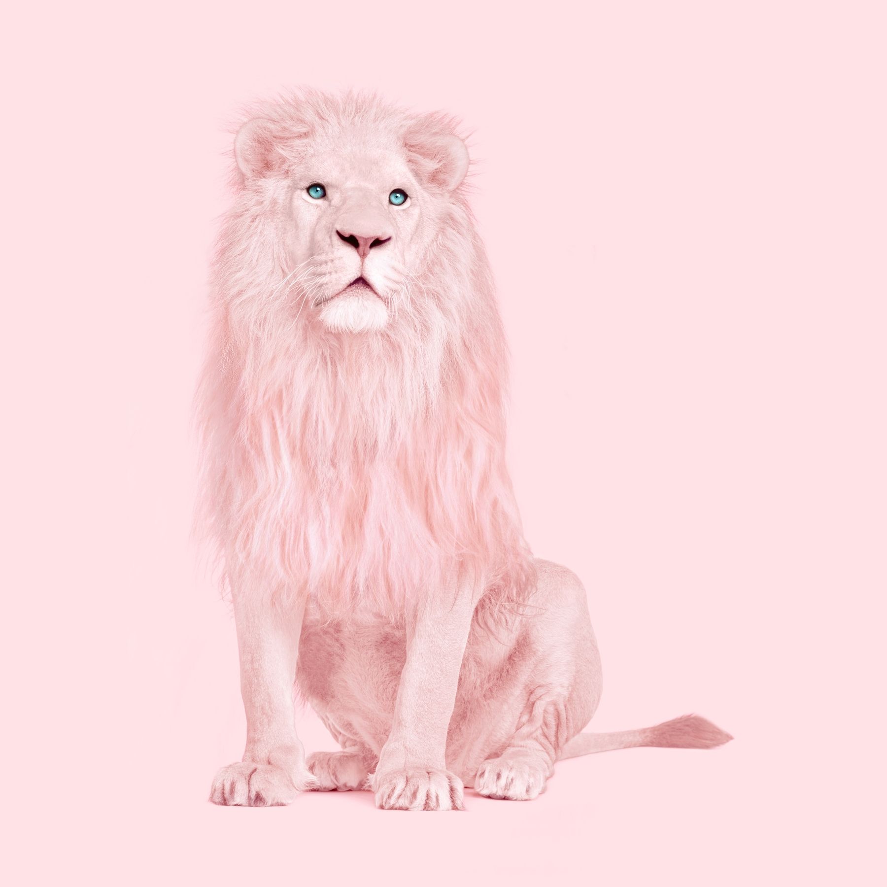 PINK LION Wallpaper. Lion poster, Albino lion, Pink animals