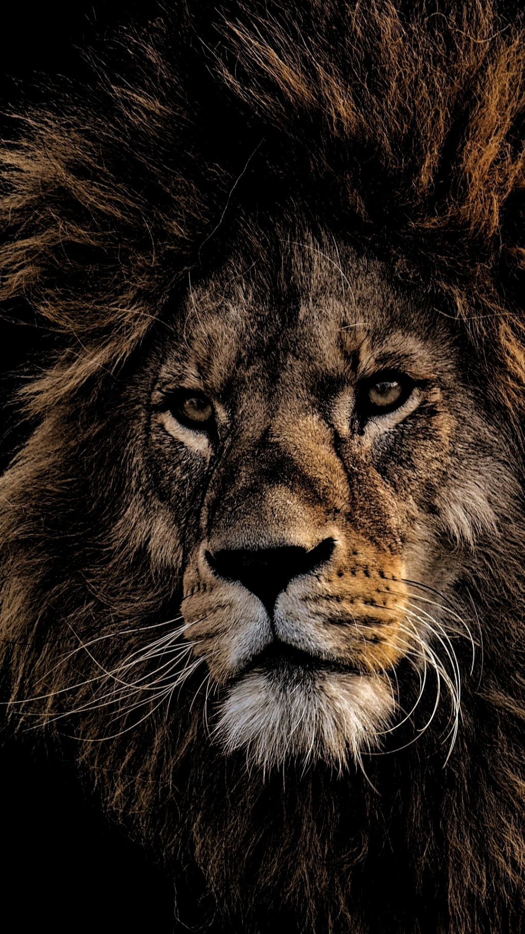 Best 5 Black Lion Wallpaper Background For Your Android or iPhone Wallpaper #android #iphone. Löwe hintergrundbild, Schwarzer löwe, Tier wallpaper