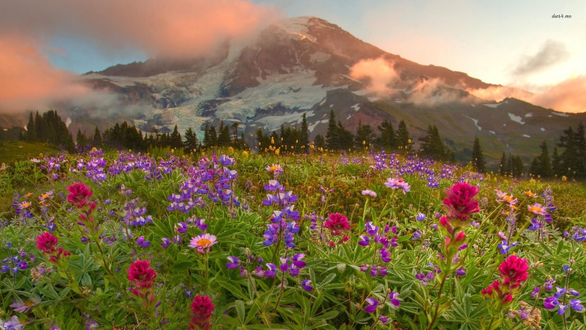 Beautiful Spring Summer Background Wild Meadow
