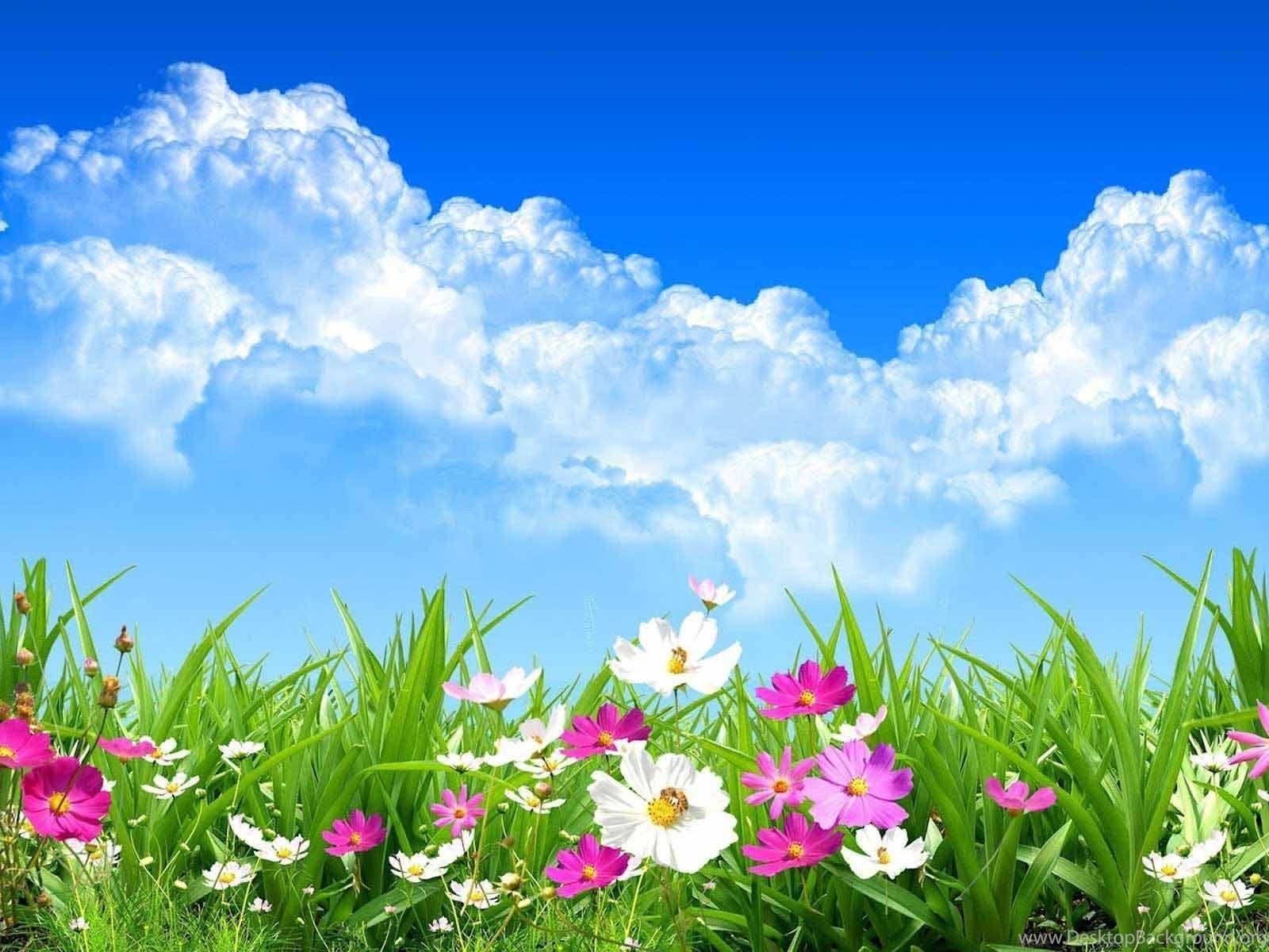 Wild Spring Flowers Wallpaper HD Download Of Spring Day Desktop Background