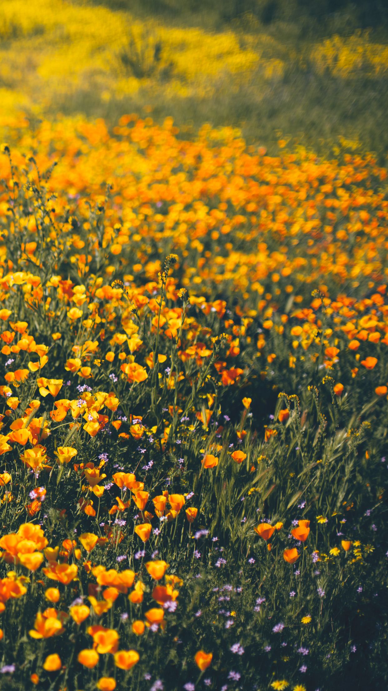 Wild Flowers Wallpaper