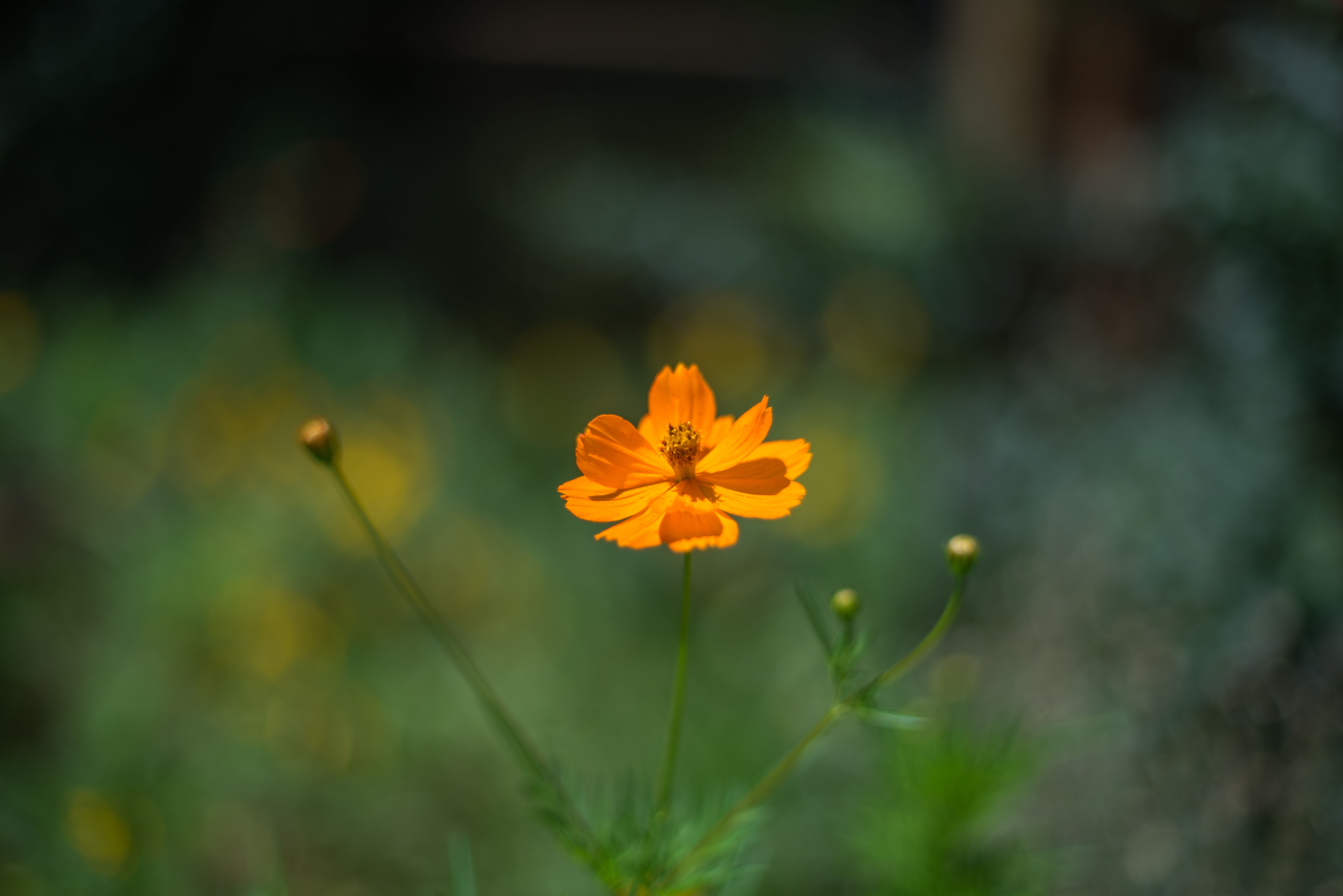 Wallpaper, flowers, wild, summer, orange, flower, yellow, Canon, spring, fd, a7r 7360x4912